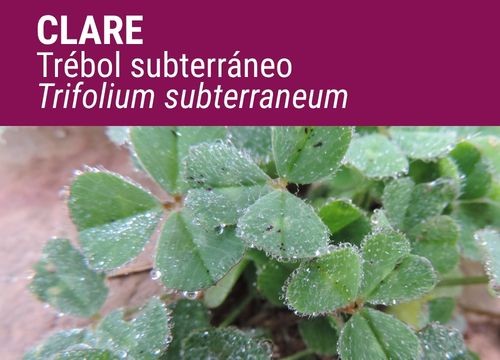TRÉBOL SUBTERRÁNEO CLARE