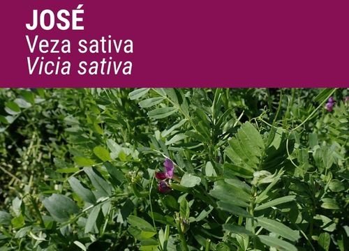 VEZA SATIVA JOSÉ