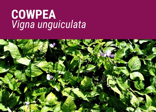 COWPEA
