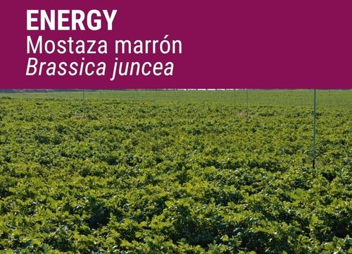 MOSTAZA MARRÓN ENERGY