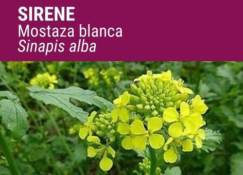Mostaza blanca Sirene