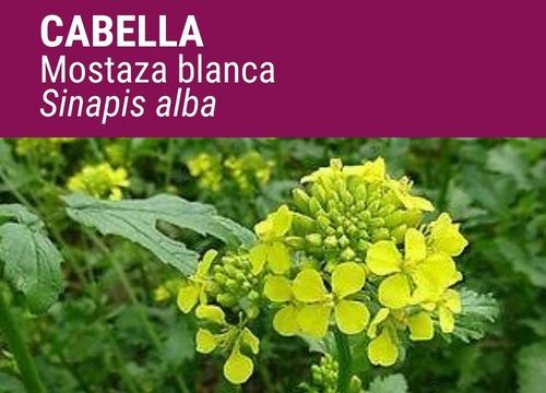 Mostaza blanca Cabella