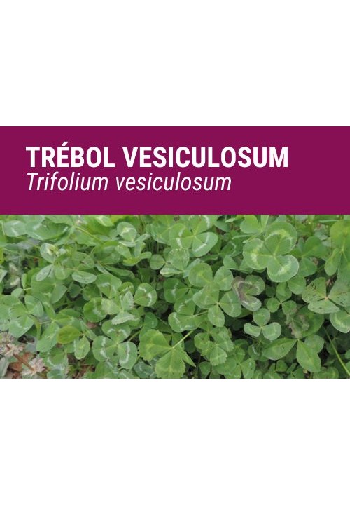 SEMILLA TREBOL VESICULOSUM
