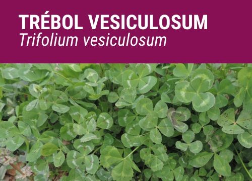TRÉBOL VESICULOSUM