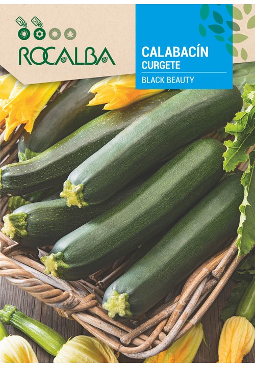 COURGETTE BLACK BEAUTY