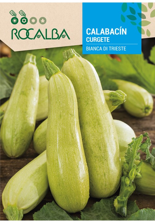 COURGETTE BIANCA DI TRIESTE