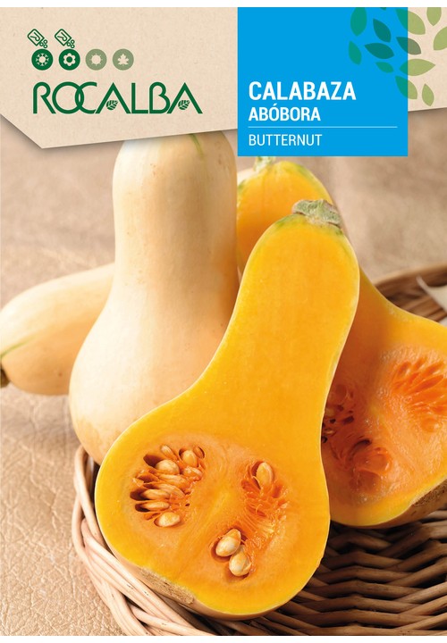 PUMPKIN BUTTERNUT