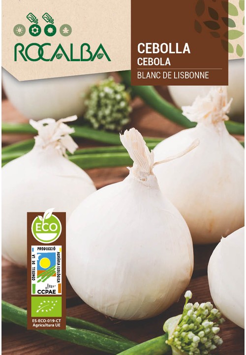 CEBOLLA BLANC DE LISBONNE