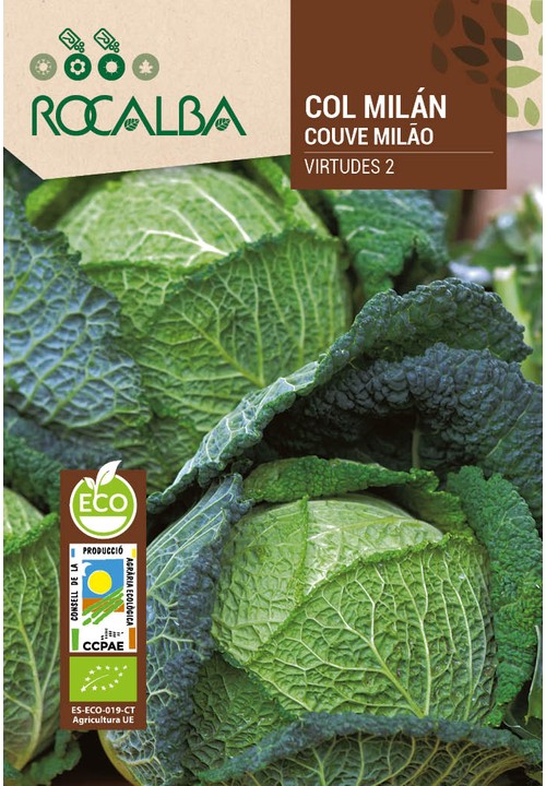 SAVOY CABBAGE VIRTUDES 2