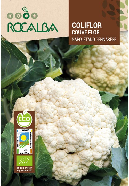 CAULIFLOWER NAPOLETANO GENNARESE