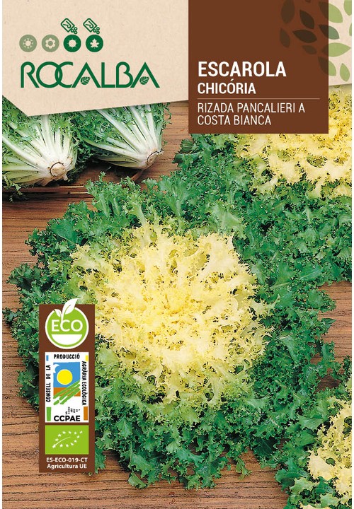 ENDIVE RIZADA PANCALIERI