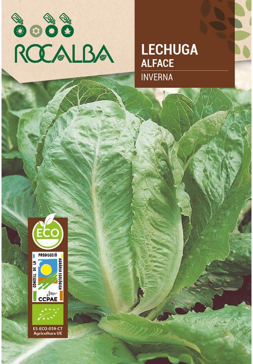 LETTUCE INVERNA