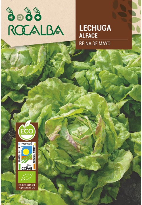 LETTUCE REINA DE MAYO
