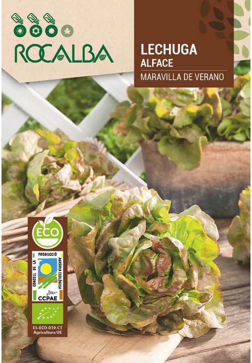 LETTUCE MARAVILLA DE VERANO