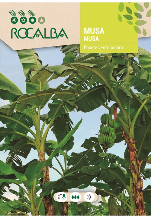 MUSA