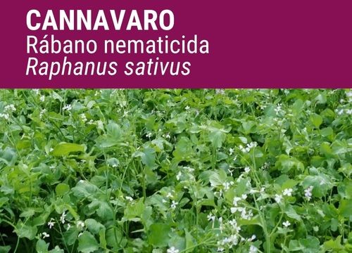 CANNAVARO