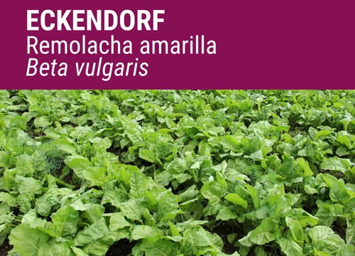 SEMILLA REMOLACHA AMARILLA ECKENDORF