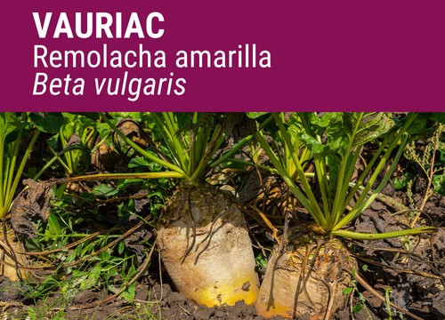 SEMILLA REMOLACHA AMARILLA VAURIAC