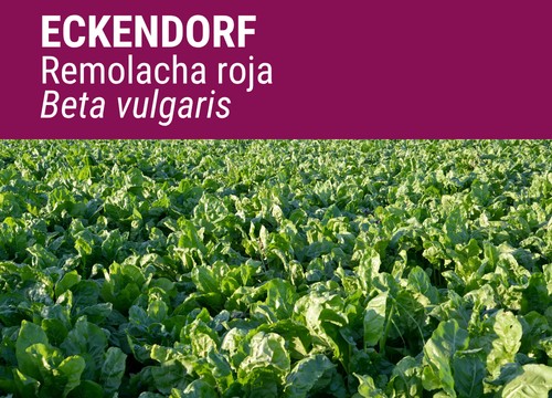 SEMILLA REMOLACHA ROJA ECKENDORF