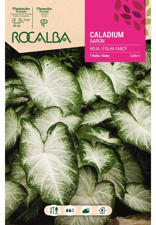 Caladium AARON