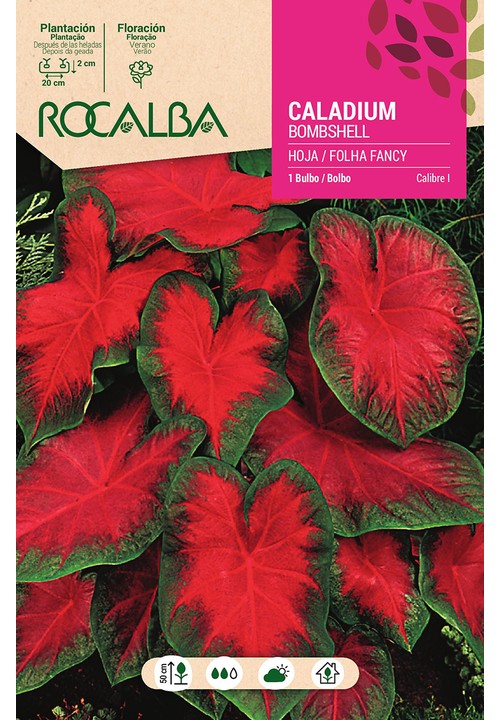 Caladium BOMBSHELL