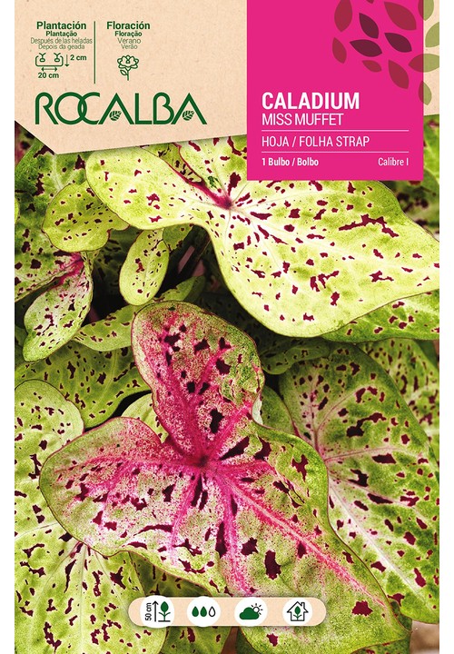 Caladium MISS MUFFET