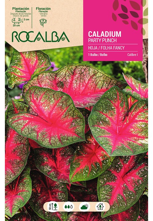 Caladium PARTY POUNCH