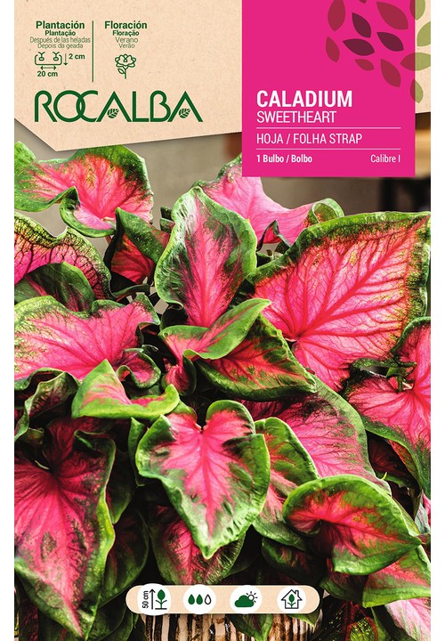Caladium SWEETHEART