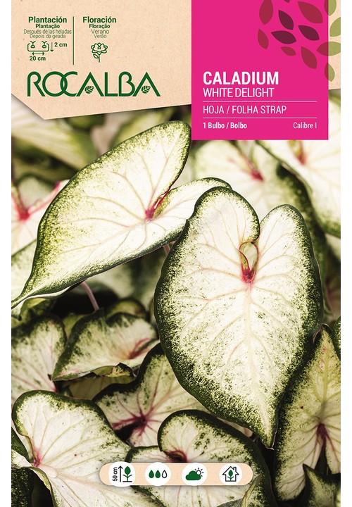 Caladium WHITE DELIGHT