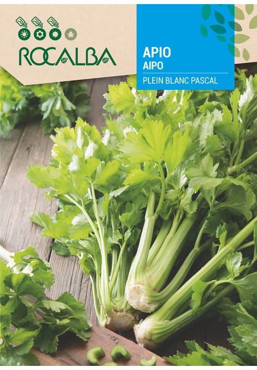 CÉLÉRI PLEIN BLANC PASCAL