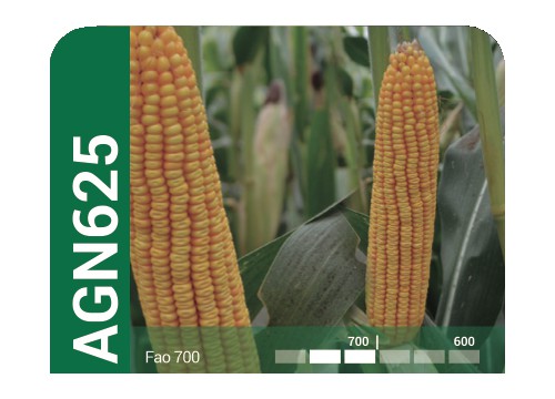AGN 625