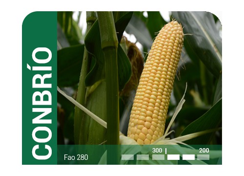 CONBRÍO ciclo 280