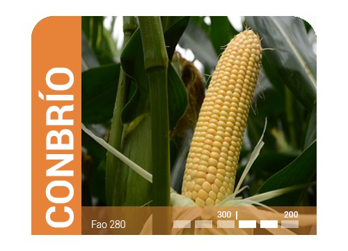 CONBRÍO ciclo 280