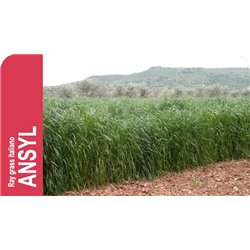 SEMILLA RAY GRASS ITALIANO ANSYL R-1