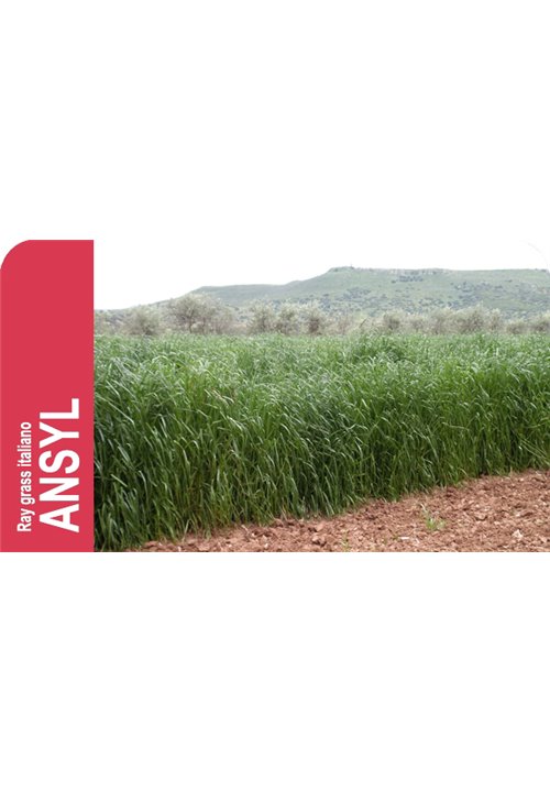 SEMILLA RAY GRASS ITALIANO ANSYL R-1