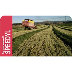 SEMILLA RAY GRASS WESTERWOLD SPEEDYL