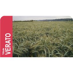 SEMILLA TRITICALE VERATO R-1