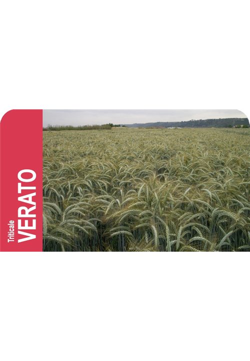 SEMILLA TRITICALE VERATO R-1