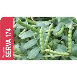 SEMILLA VEZA SATIVA SERVA 174 R-1