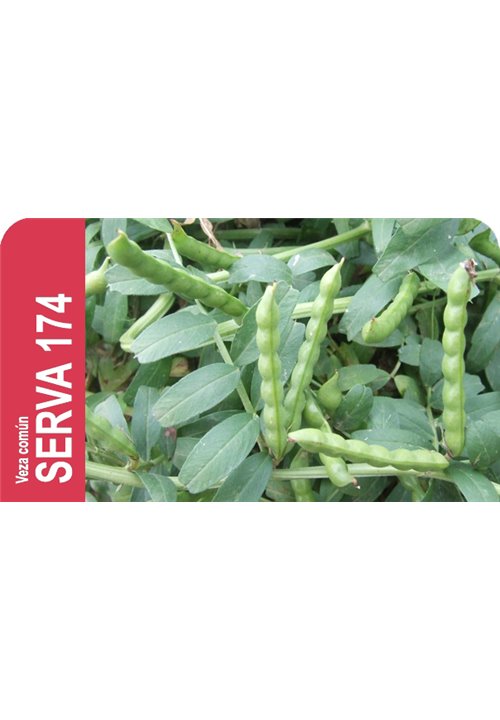 SEMILLA VEZA SATIVA SERVA 174 R-1