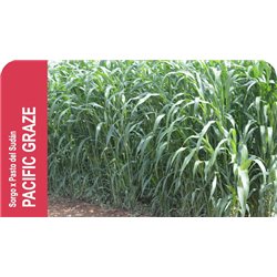 SEMILLA SORGO X PASTO PACIFIC GRAZE