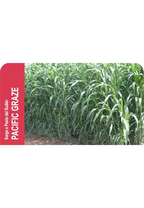 SEMILLA SORGO X PASTO PACIFIC GRAZE