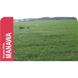SEMILLA RAY GRASS HIBRIDO MANAWA