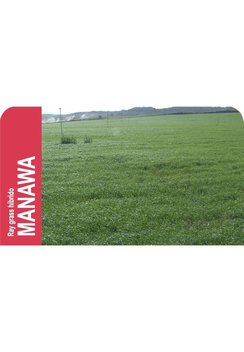 SEMILLA RAY GRASS HIBRIDO MANAWA