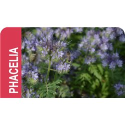 SEMILLA PHACELIA TANACETIFOLIA LILLA