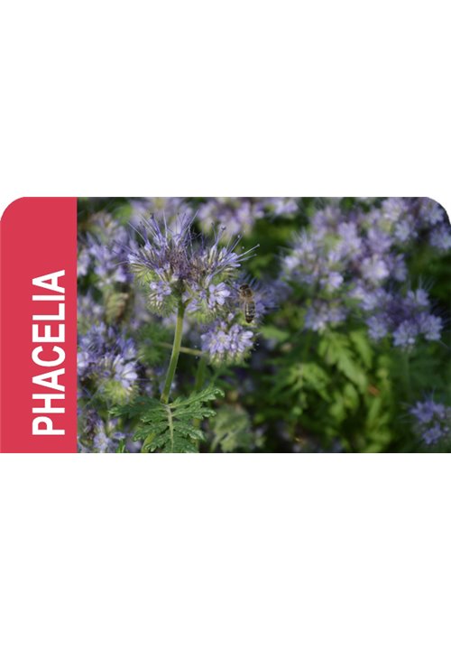 SEMILLA PHACELIA TANACETIFOLIA LILLA