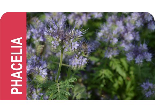 SEMILLA PHACELIA TANACETIFOLIA LILLA