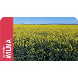 SEMILLA COLZA FORRAJERA WILMA