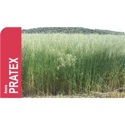 SEMILLA AVENA STRIGOSA PRATEX R-1