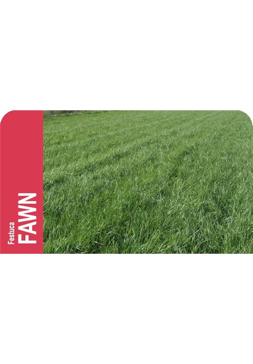 SEMILLA FESTUCA ELATIOR FAWN IMP.